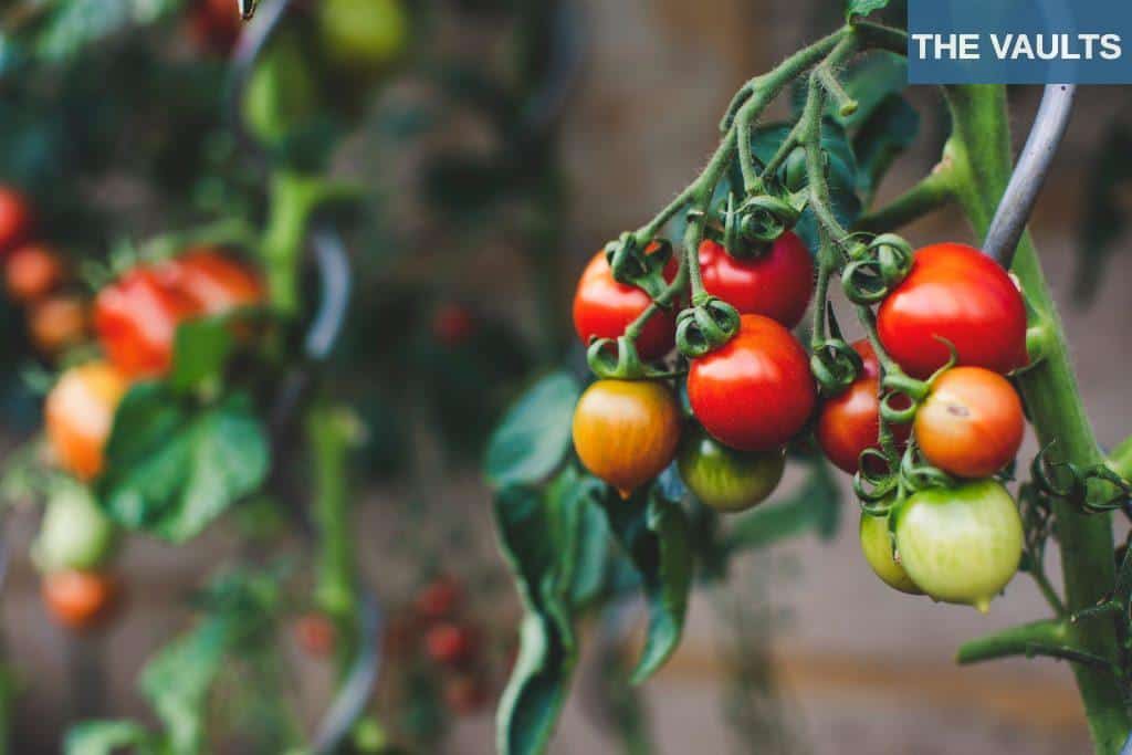 red and green oval fruits