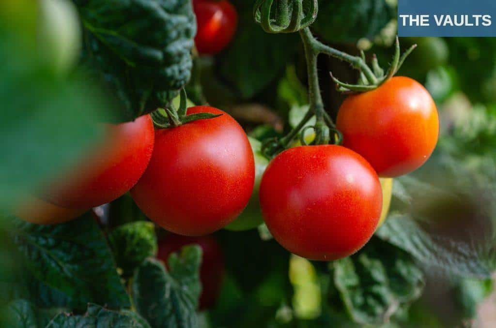 tomatoes, vegetables, fresh