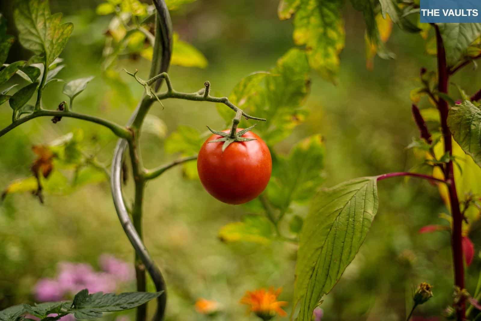 red tomato on green leaf plant during daytime