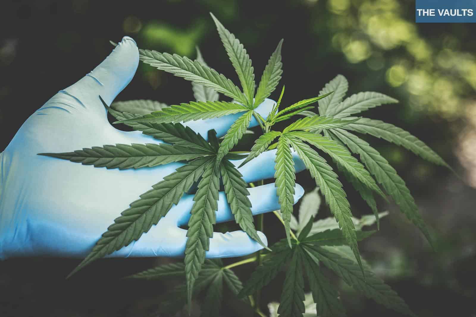 Problemas que puedes encontrar al montar un negocio de CBD