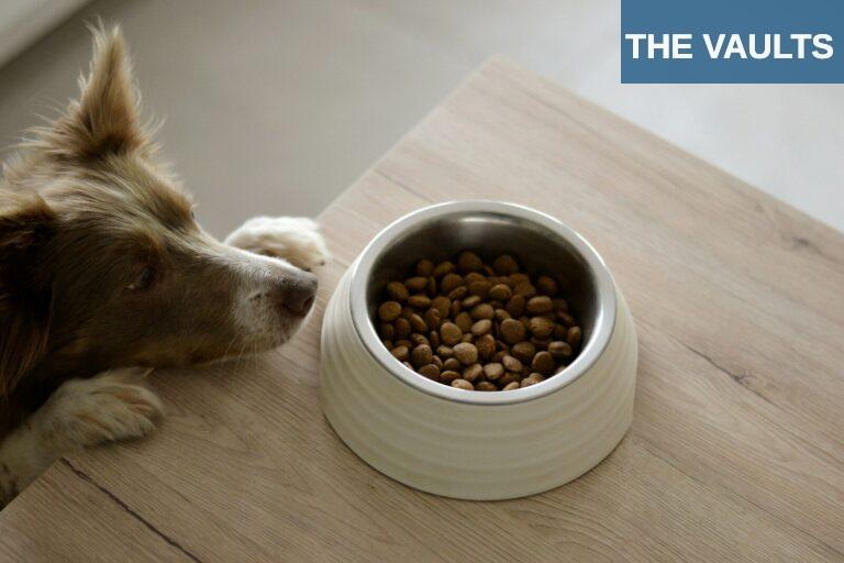 Tendencias en nutrición para mascotas y su impacto en la salud