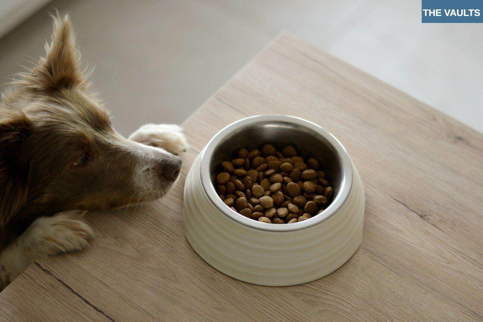 Tendencias en nutrición para mascotas y su impacto en la salud