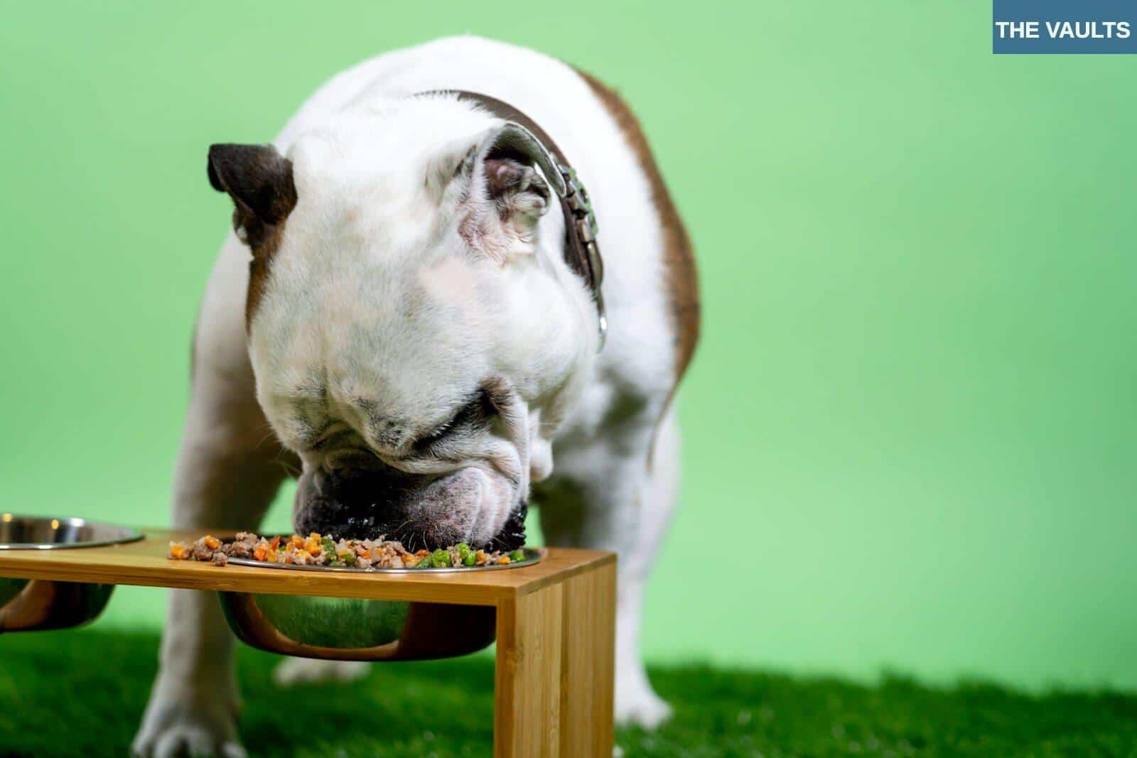 Tendencias nutrición para mascotas