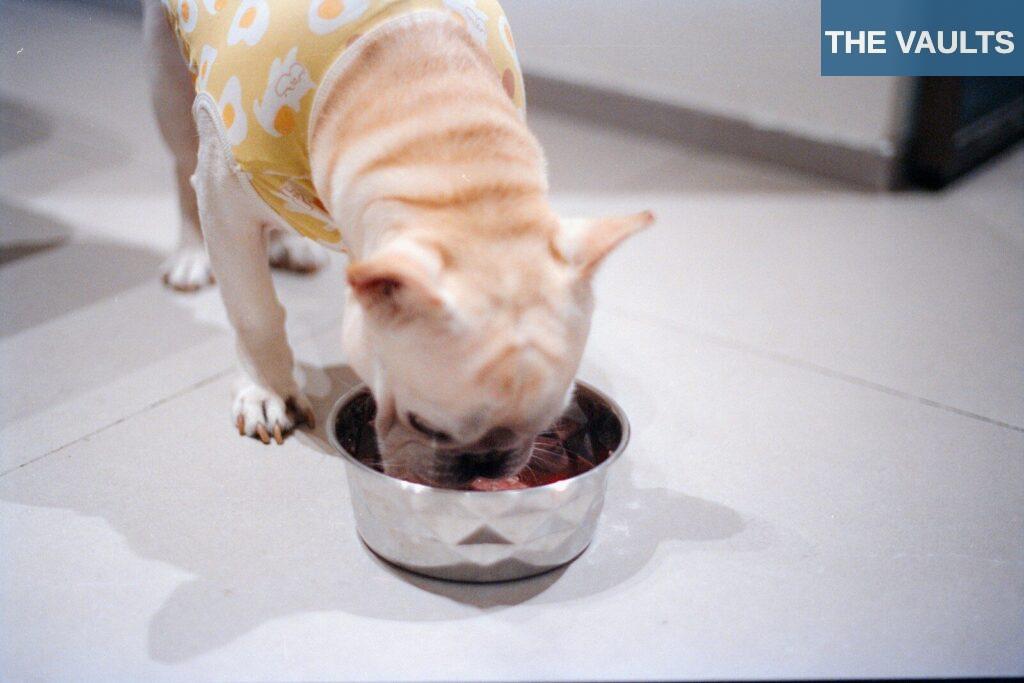 Tendencias en nutrición para mascotas